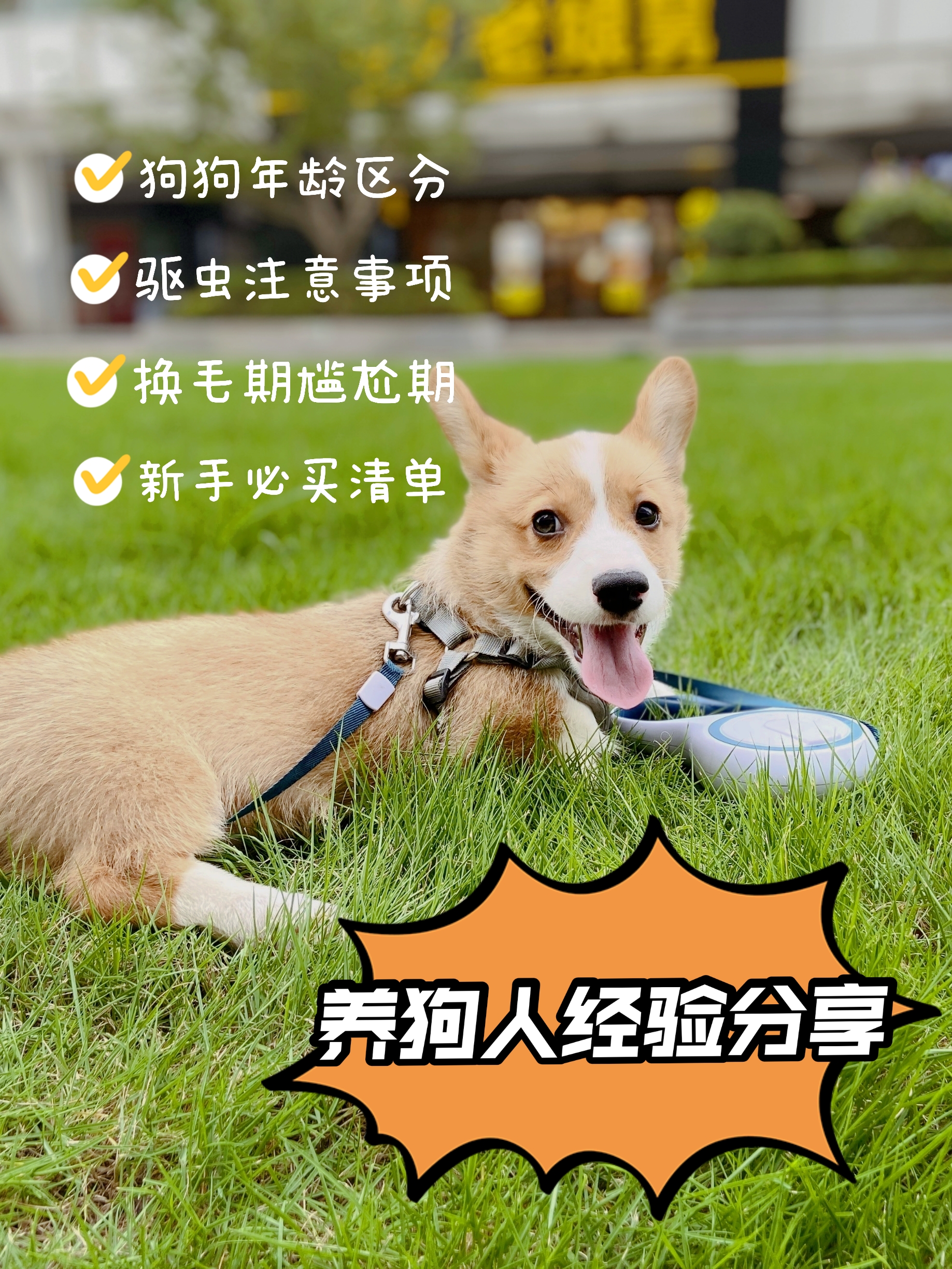 养狗人经验分享，这些养狗知识你都了解吗？