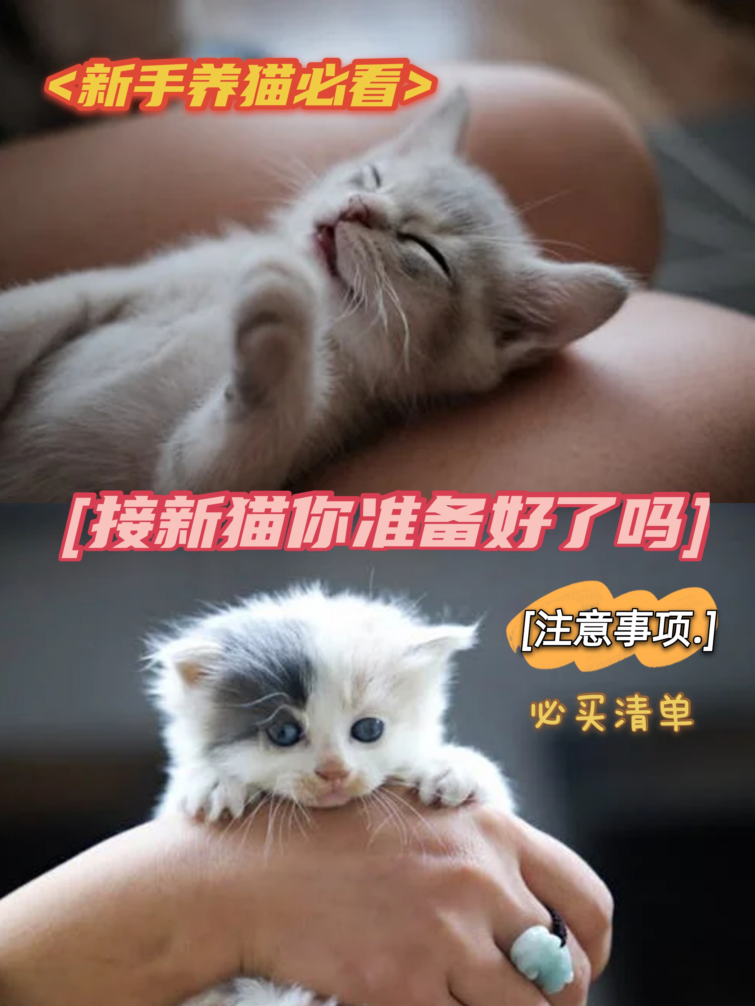 新手养猫必看！ 接新猫你准备好了吗