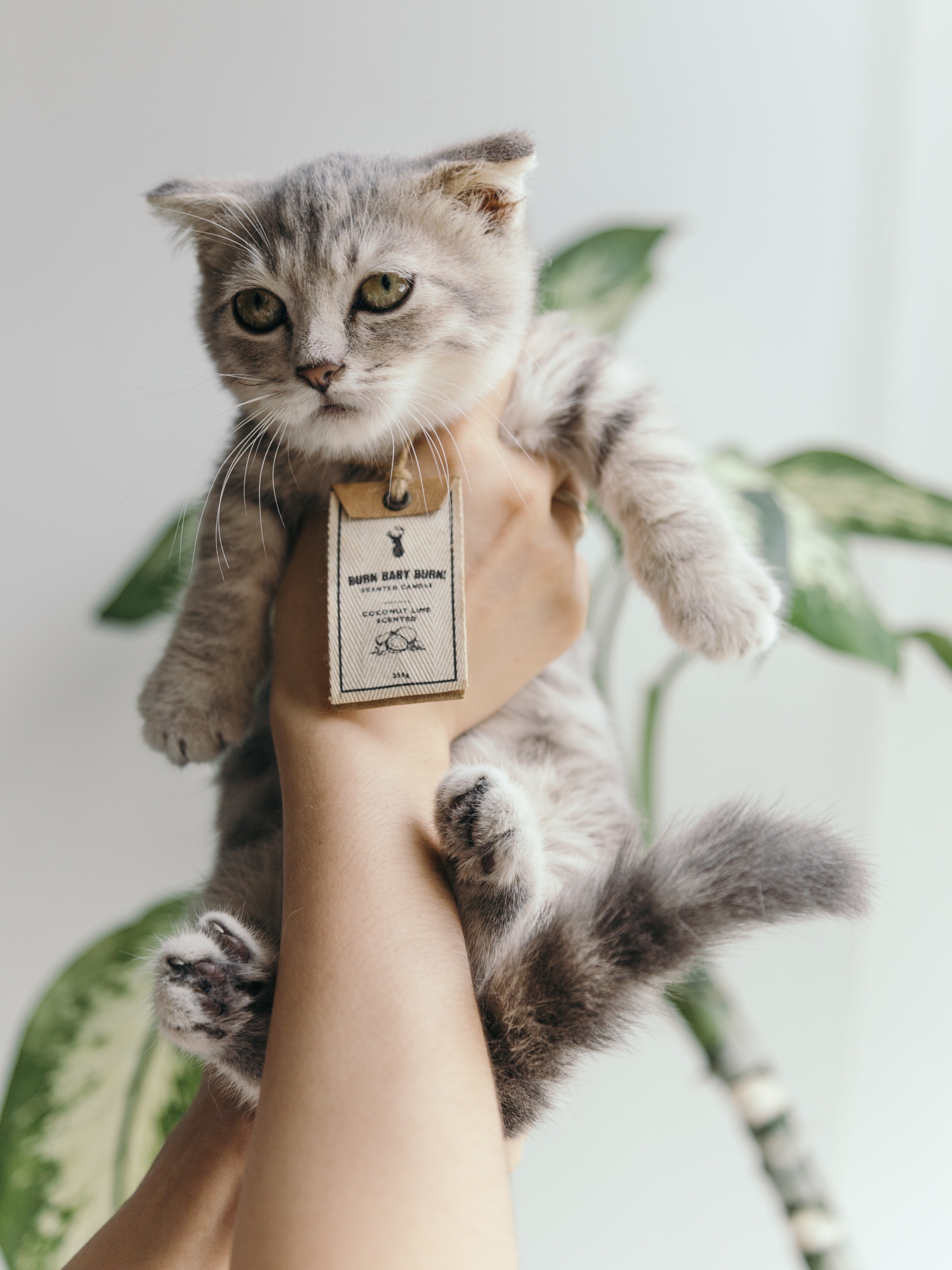 新手养猫必看！ 接新猫你准备好了吗