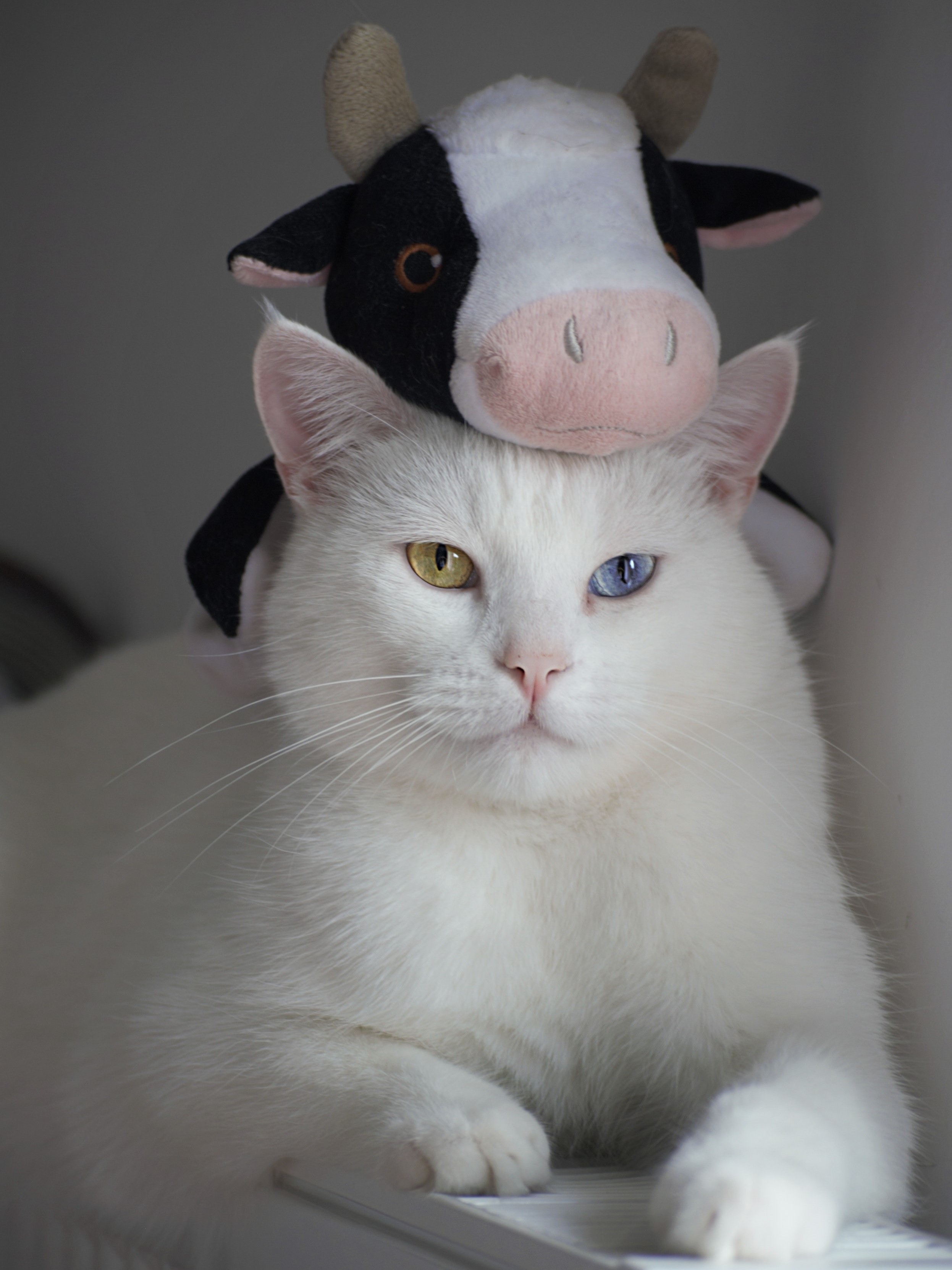 新手养猫必看！ 接新猫你准备好了吗