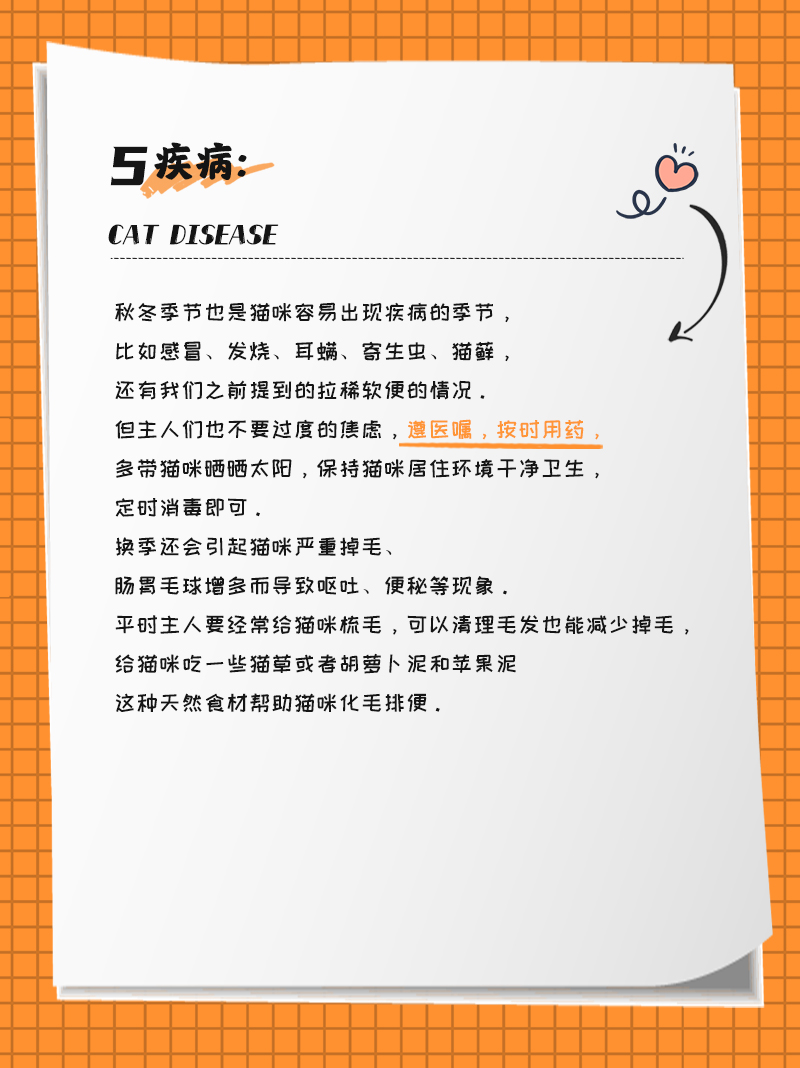 秋冬猫咪的吃穿住行，保姆级干货分享