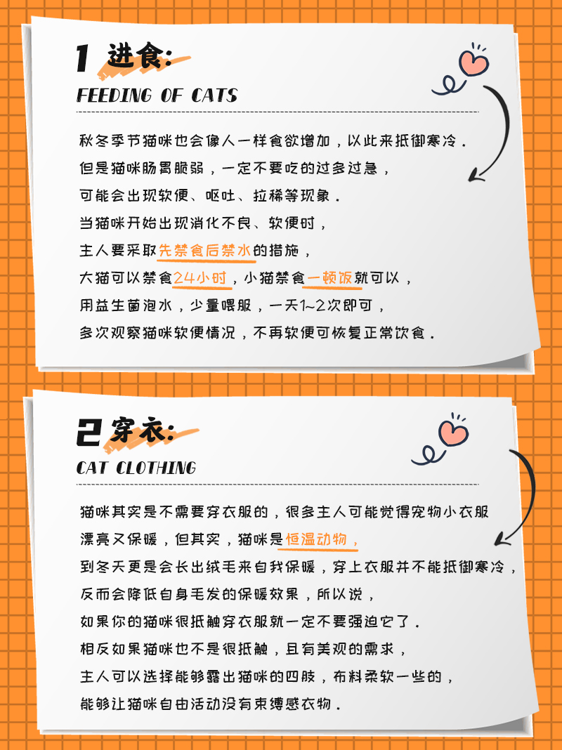 秋冬猫咪的吃穿住行，保姆级干货分享